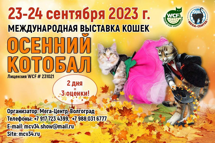 Выставка кошек мегагринн 2024. Мега кошка.